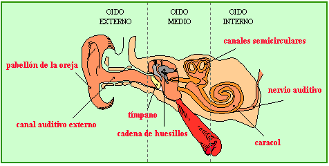 El Oído